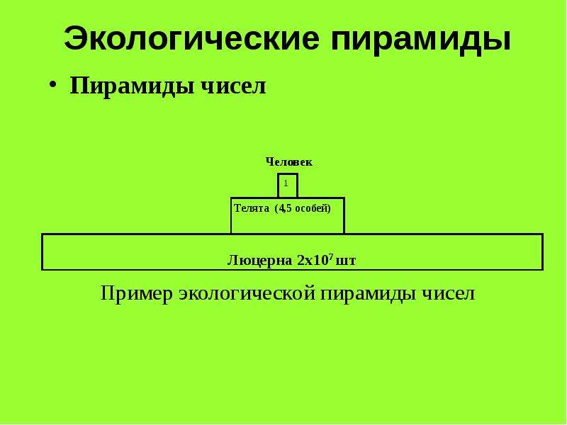 Экологическая пирамида. Экологическая пирамида чисел. Пирамида чисел экология. Правило экологической пирамиды.