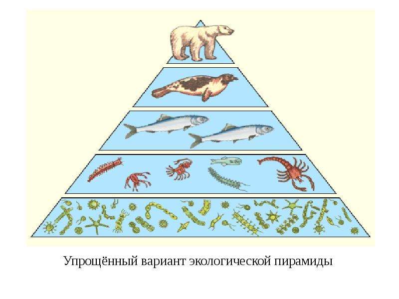 Презентация экологические пирамиды биология 11 класс