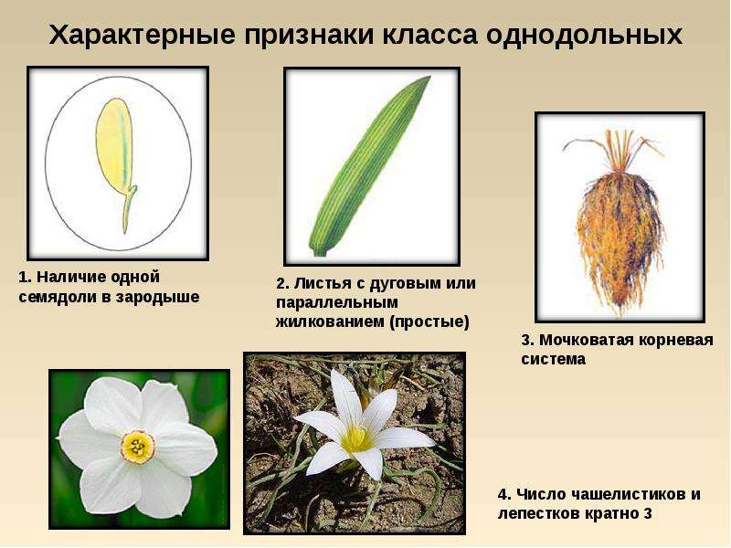 Семейства класса однодольные презентация