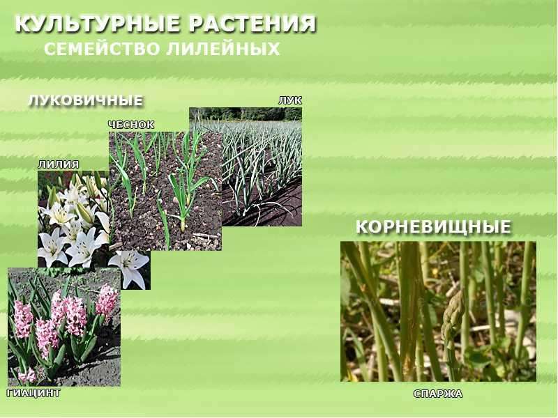 Овощные дикорастущие и декоративные растения из семейства лилейных