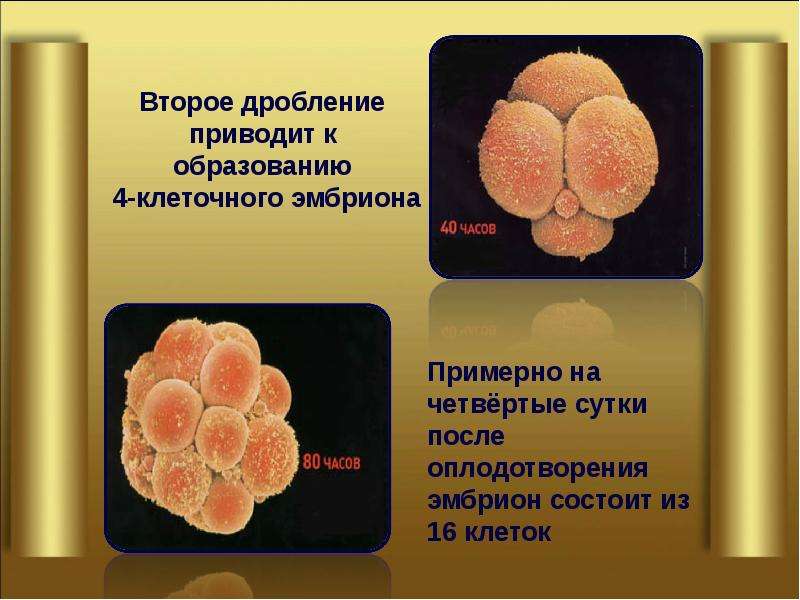 В результате образуются 4 клетки. Эмбрион на 4 сутки после оплодотворения. 4 И 8 клеточный эмбрион. На 4 сутки после оплодотворения в результате дробления образуется.