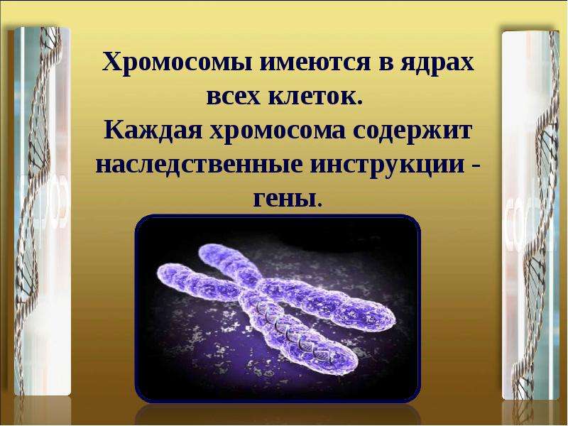 Хромосомы в растительной клетке. Хромосомы имеются в ядрах всех клеток. Генетическая инструкция.