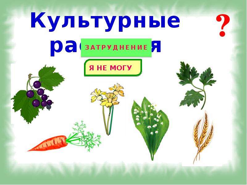 Культурные растения картинки для детей