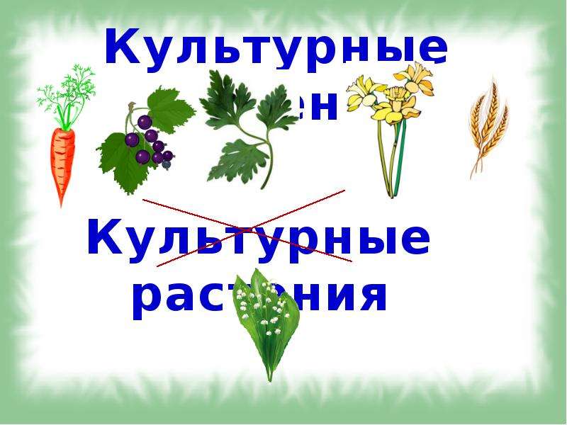 Культурное растение рисунок. Значок культурные растения на карте. Культурные растения зарубежной Азии. Культурное растение шутка. Красивая надпись культурное растение.