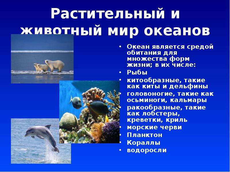 Обитатели океана конспект. Животные океанов презентация. Организмы в морях и океанах. Информация об обитателях мирового океана. Обитатели океана презентация.