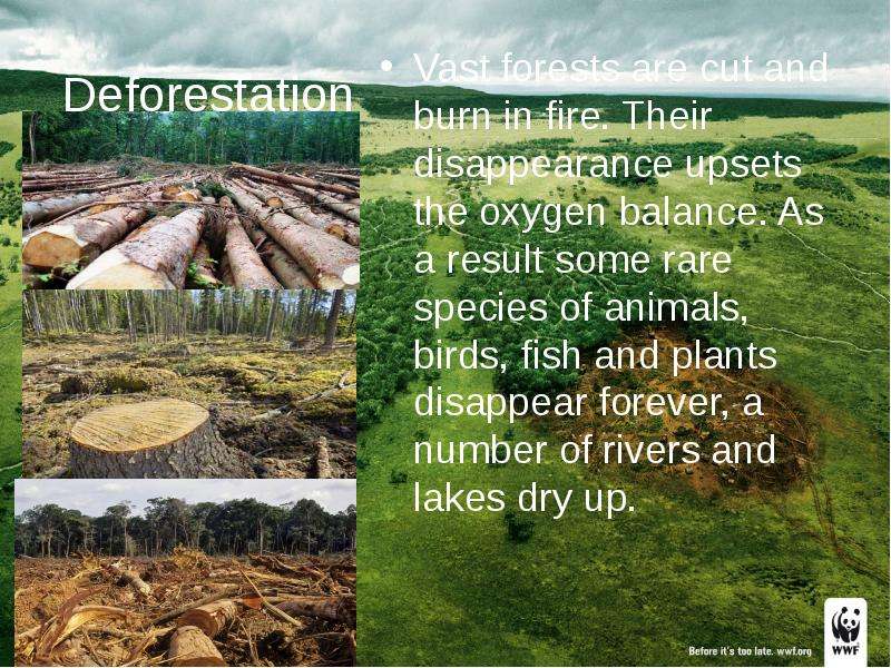 Deforestation сообщение англ яз. Deforestation animals. Disappearance of some species of animals and Plants.