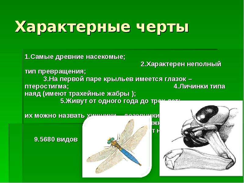 Характерные черты 1. Самые древние насекомые; 2. Характерен неполный тип превращения; 3. На первой п