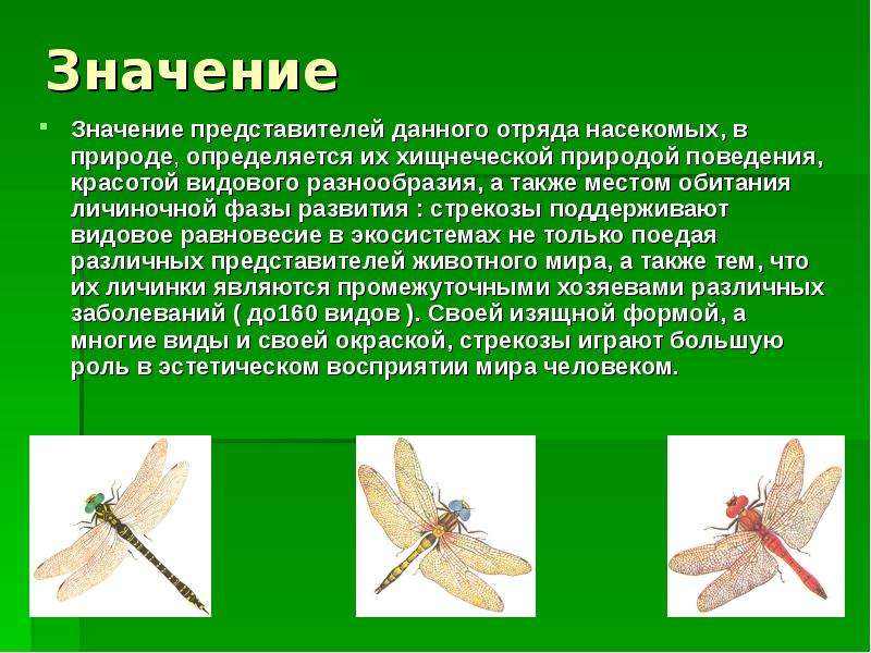 Значение Значение представителей данного отряда насекомых, в природе, определяется их хищнеческой пр