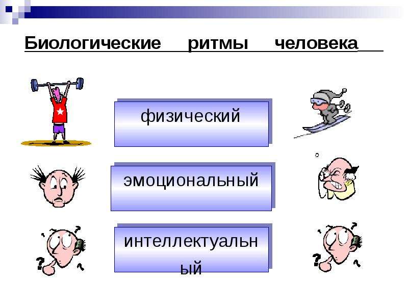 Биоритмы презентация 10 класс