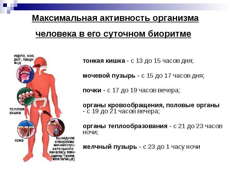 Биоритмы презентация 10 класс