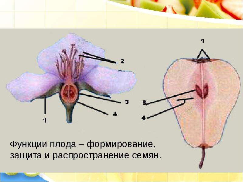 Цветок плод семя презентация