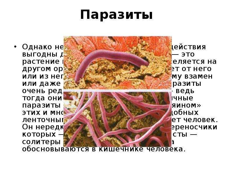 Растений животных паразитов