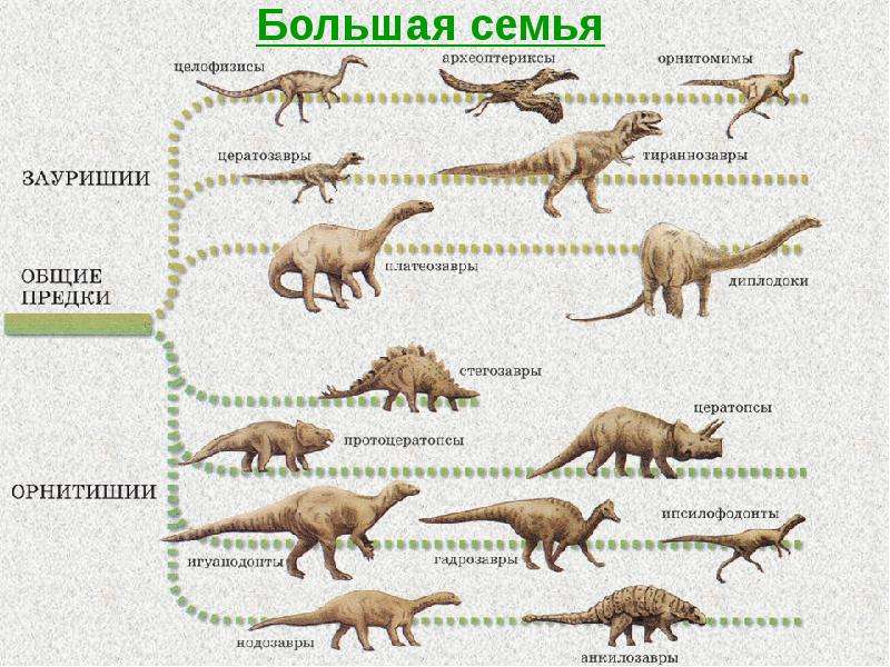 Семейства динозавров схема