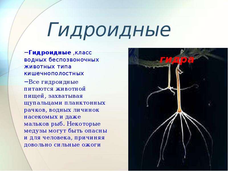 Класс гидроидные. Класс Гидроидные полипы представители. Общая характеристика гидроидных 7 класс биология. Гидроидные Кишечнополостные кратко. Питание гидроидных 7 класс биология.