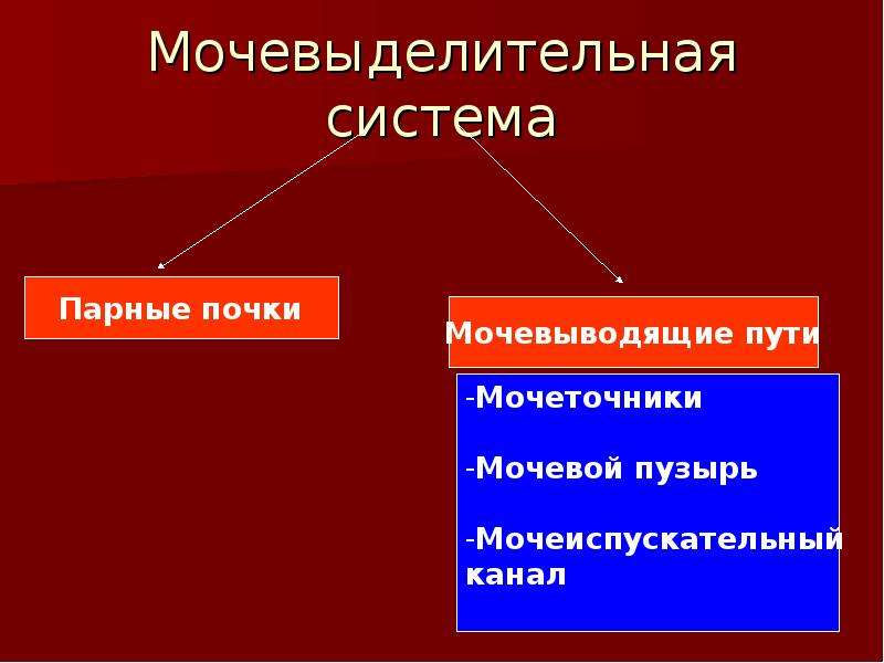 Презентация по биологии органы выделения 7 класс