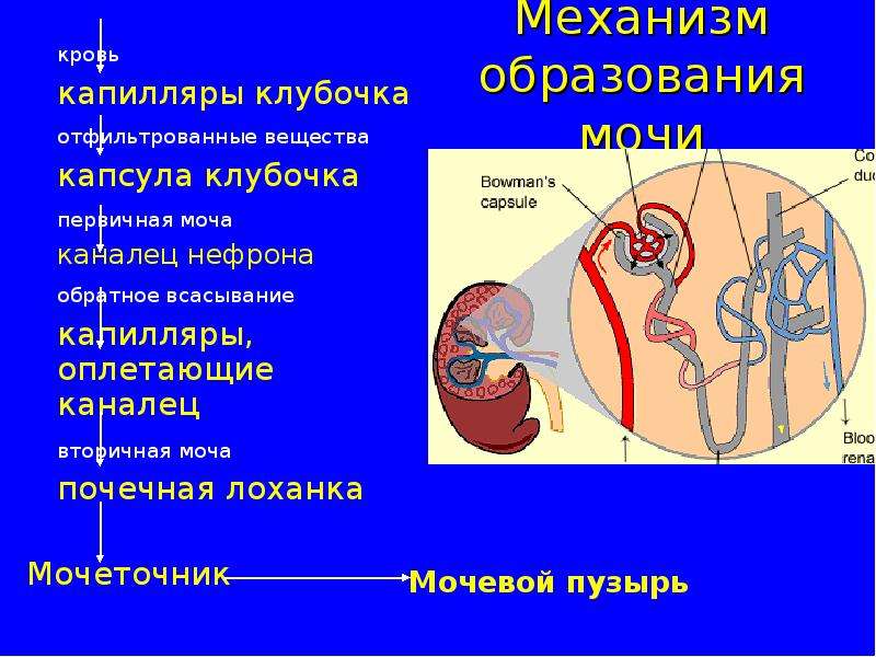 Презентация органы выделения 8 класс биология