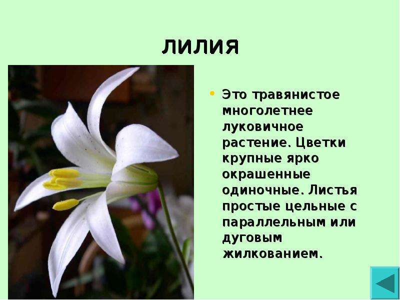 Лилии слова. Описание лилии. Доклад о лилии. Лилия описание растения. Краткое описание лилии.