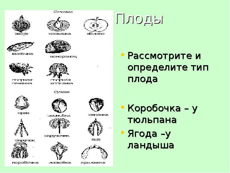 Определите по картинке тип плода