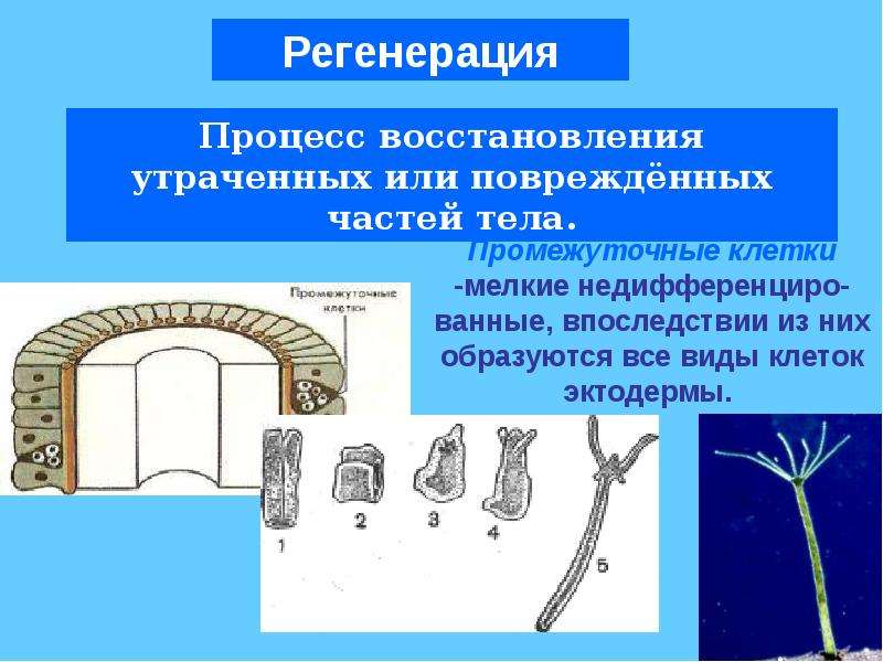 Клетки эктодермы. Клетки эктодермы кишечнополостных. Нервные клетки эктодермы. Промежуточные клетки кишечнополостных. Энтодерма у кишечнополостных.