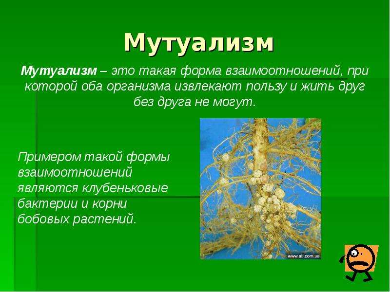 Мутуализм