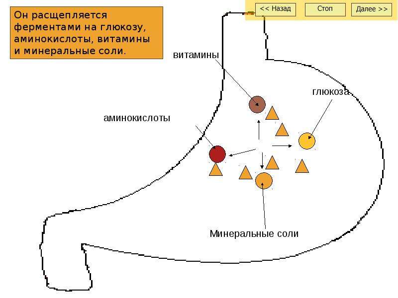 Минеральные соли ферменты. Где расщепляются витамины. На что расщепляются Минеральные соли. Фермент расщепляющий глюкозу.