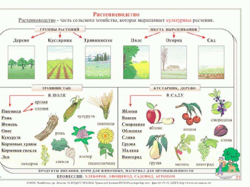 Сельскохозяйственные растения презентация