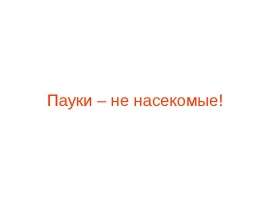 Пауки - презентация к уроку Окружающий мир
