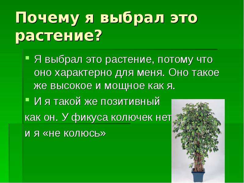 Потому что цветок. Интересные факты о фикусе. Паспорт дерева фикус. Фикус Бенджамина презентация для детей. Фикус цветок интересная информация.