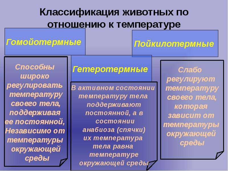 Факторы температуры. Пойкилотермные гетеротермные. Группы животных по отношению к температуре. Экологические группы животных по отношению к температуре. Экологические группы организмов по отношению к температуре.