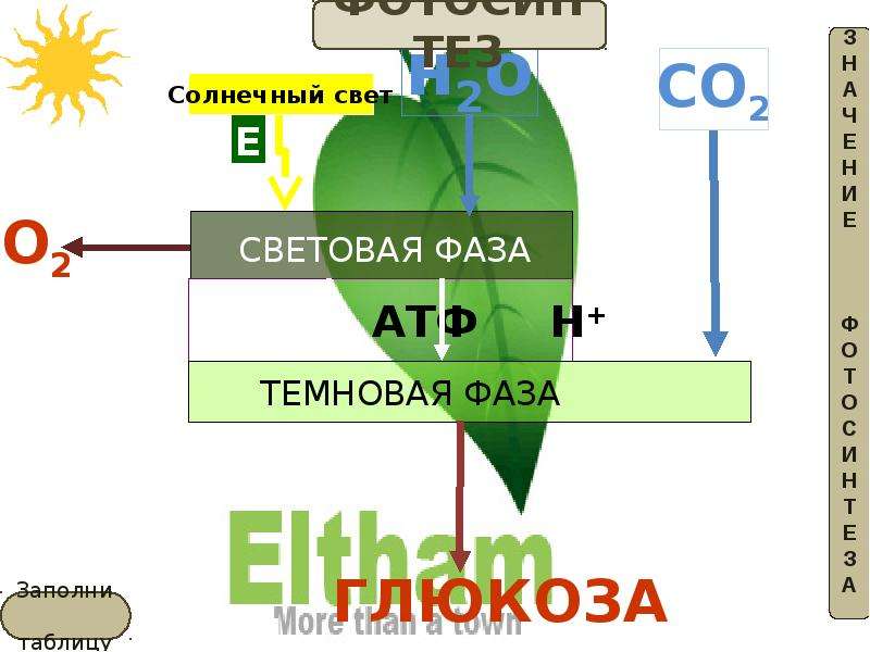 Световая и темновая фаза. Фотосинтез схема световая фаза и темновая. Ночная фаза фотосинтеза. Световая фаза и темновая фаза. Световая фаза и темновая фаза схема.