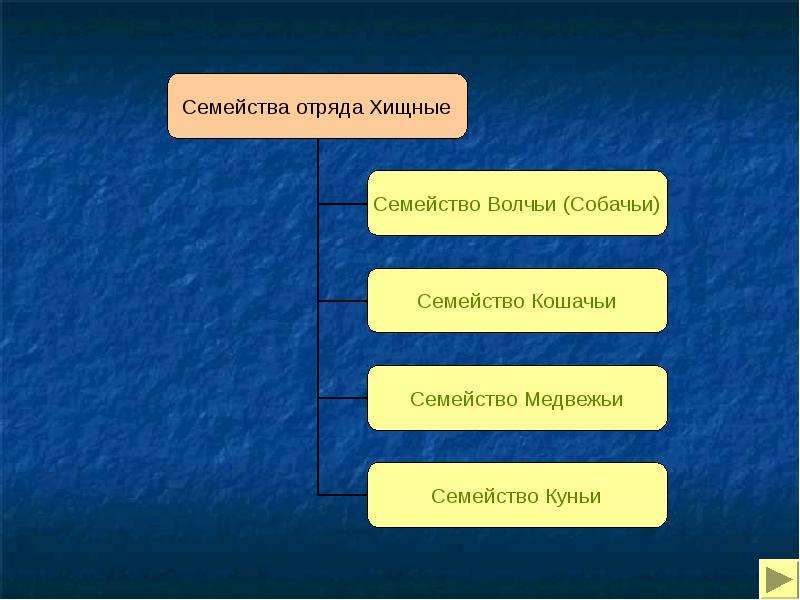 Семейство хищных презентация