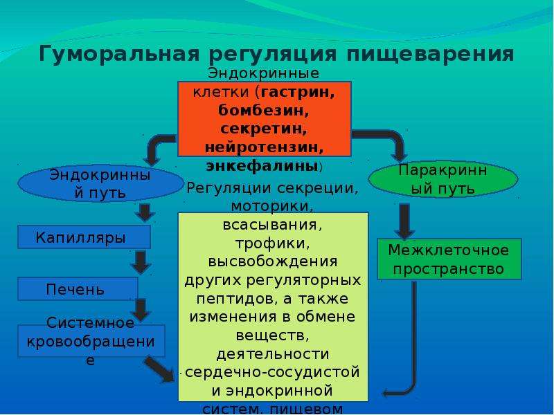 Примеры гуморальной системы