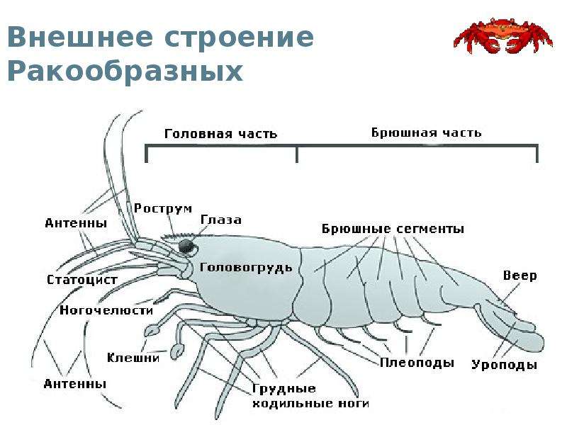 Класс ракообразные презентация