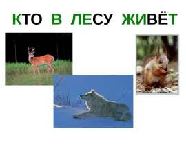 КТО В ЛЕСУ ЖИВЁТ