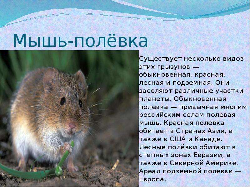 Mice на русском. Мышка полевка описание. Мышка полевка сообщение. Полевая мышь описание. Сведения о полевых мышах.