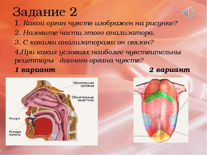 Презентация органы чувств анализаторы 8 класс биология