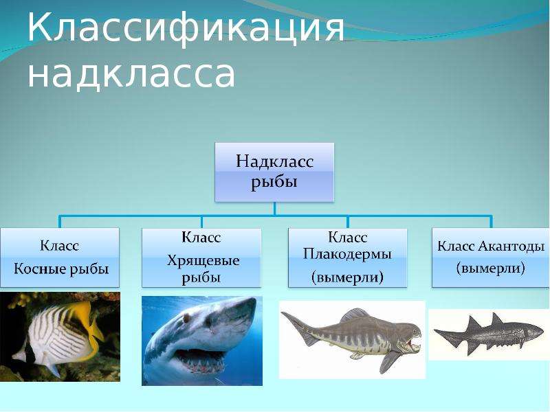 Презентация на тему костные рыбы