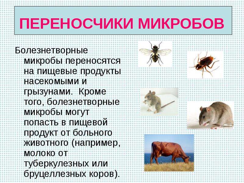 Проект по кулинарии 7 класс для девочек