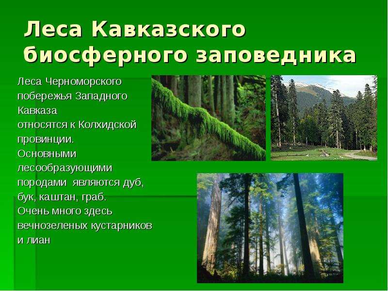 Название заповедников в зоне лесов. Заповедники Черноморского побережья Кавказа. Заповедники нашего края. Смешанные леса заповедники. Заповедник Черноморского побережья Кавказа название.