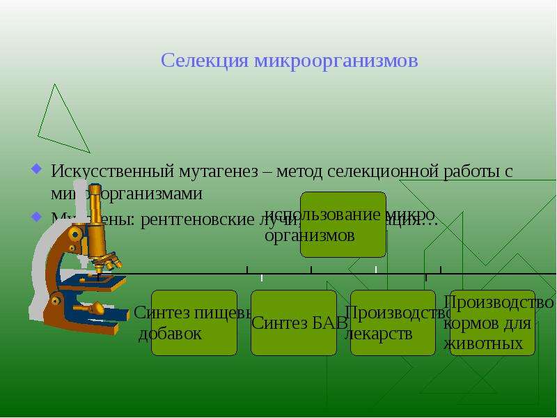 Презентации на тему селекция