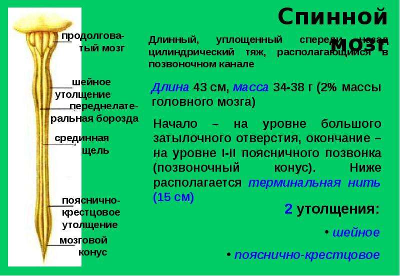 Утолщения спинного мозга. Мозговой конус спинного мозга. Шейное и поясничное утолщение спинного мозга. Пояснично крестцовое утолщение. Поясничное утолщение спинного мозга уровень.