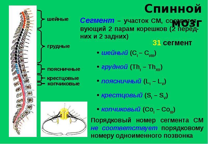 Спинной мозг неврология презентация