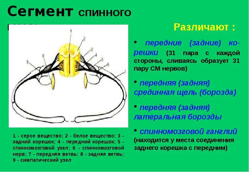 Задние корешки спинного мозга. Сегменты спинного мозга. Строение сегмента спинного мозга. Сегменты передние и задние корешки. Задние корешки спинного мозга образованы.