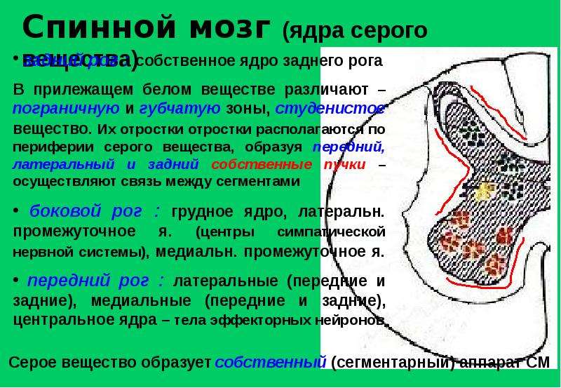 Вещество ядра. Функция ядер задних Рогов спинного мозга. Ядра переднего рога спинного мозга. Ядра бокового рога спинного мозга. Ядра боковых Рогов спинного мозга.