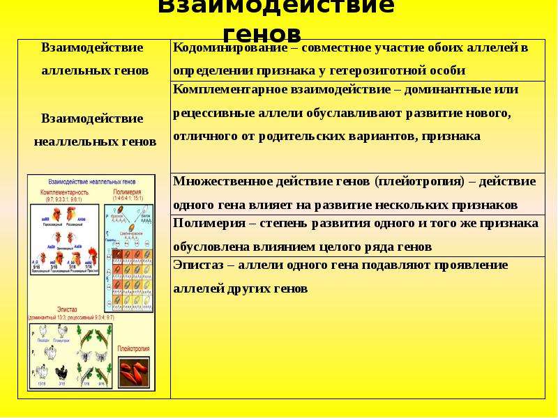 Взаимодействие неаллельных генов презентация