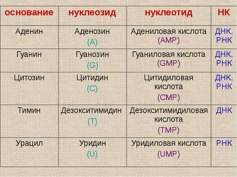 Аденин соответствует. Аденин гуанин цитозин Тимин урацил комплементарность таблица. Тимин гуанин цитозин аденин таблица. Аденин гуанин цитозин Тимин урацил. Аденин гуанин цитозин Тимин урацил таблица.