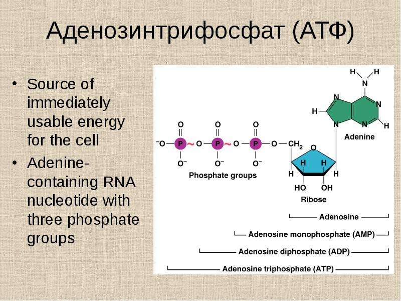 Материал атф. Аденозинтрифосфа́т (сокр. АТФ, англ. АТР) — нуклеотид:. Строение молекулы АТФ. АТФ витамины. АТФ аденозин.