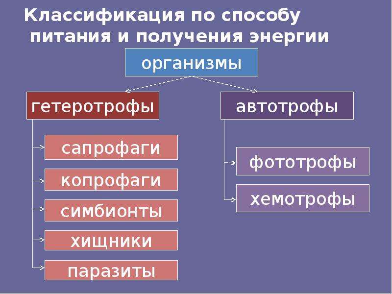 Схема классификация организмов по типу питания - 94 фото