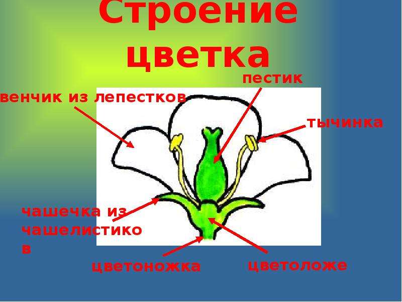 Органы цветка. Строение цветка. Репродуктивные органы растений. Репродуктивные органы цветка. Строение цветка пестик венчик.