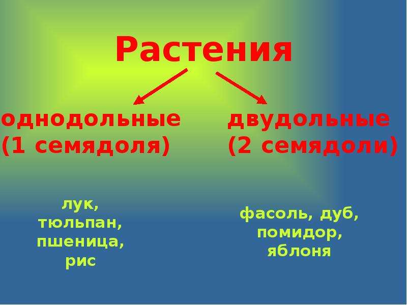 Репродуктивные органы растений. Презентация на тему репродуктивные органы. Репродукция органов растения. К однодольным растениям относятся.